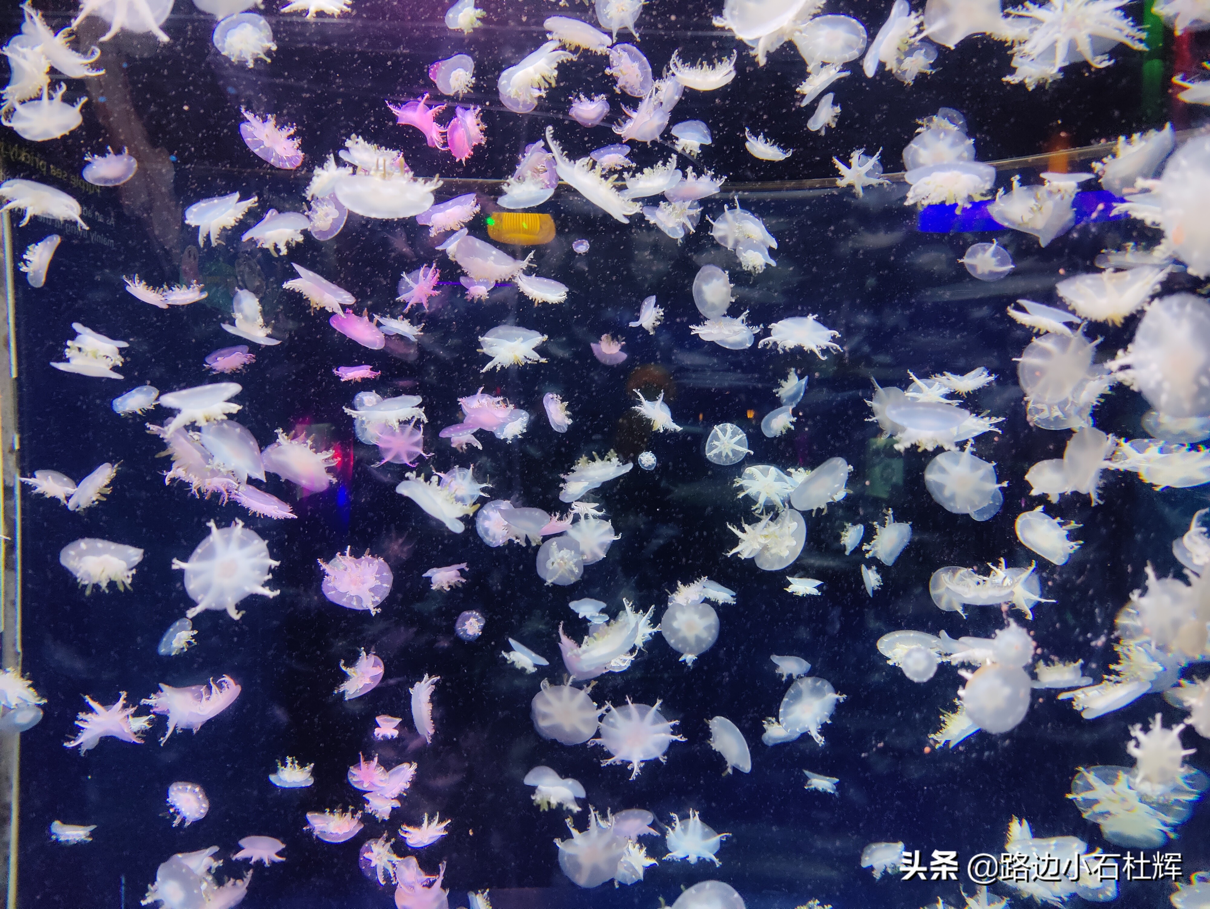 北京海洋馆海底世界和动物园攻略,游北京动物园海洋馆