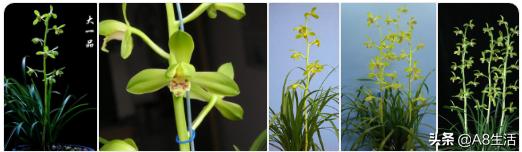 每日一兰花故事～中国兰花.惠兰名品.大一品