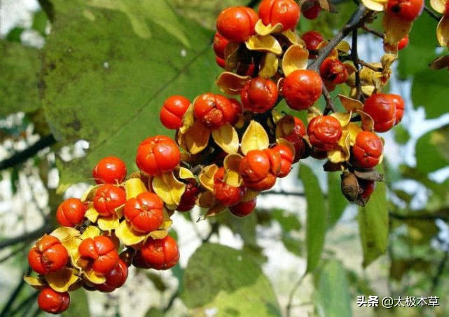 南蛇藤用处,南蛇藤药效及功用
