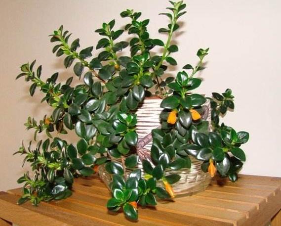 金鱼吊兰怎么养能养成老桩,怎样养殖金鱼吊兰才会花开旺