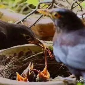 鸟类如何躲避狂风暴雨呢,所有鸟窝没有顶遇到大雨怎么办