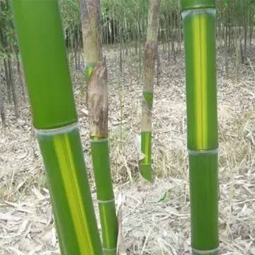 26种竹子大全,26种竹子的特别之处