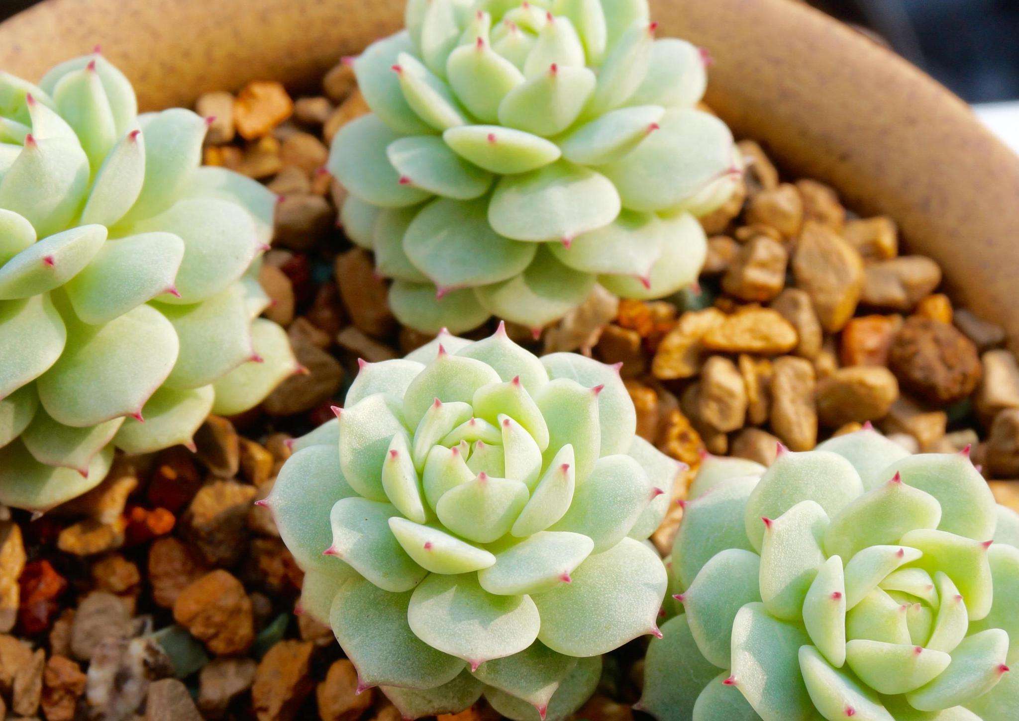 哪些品种的多肉喜欢生虫,哪些多肉露养也难出状态