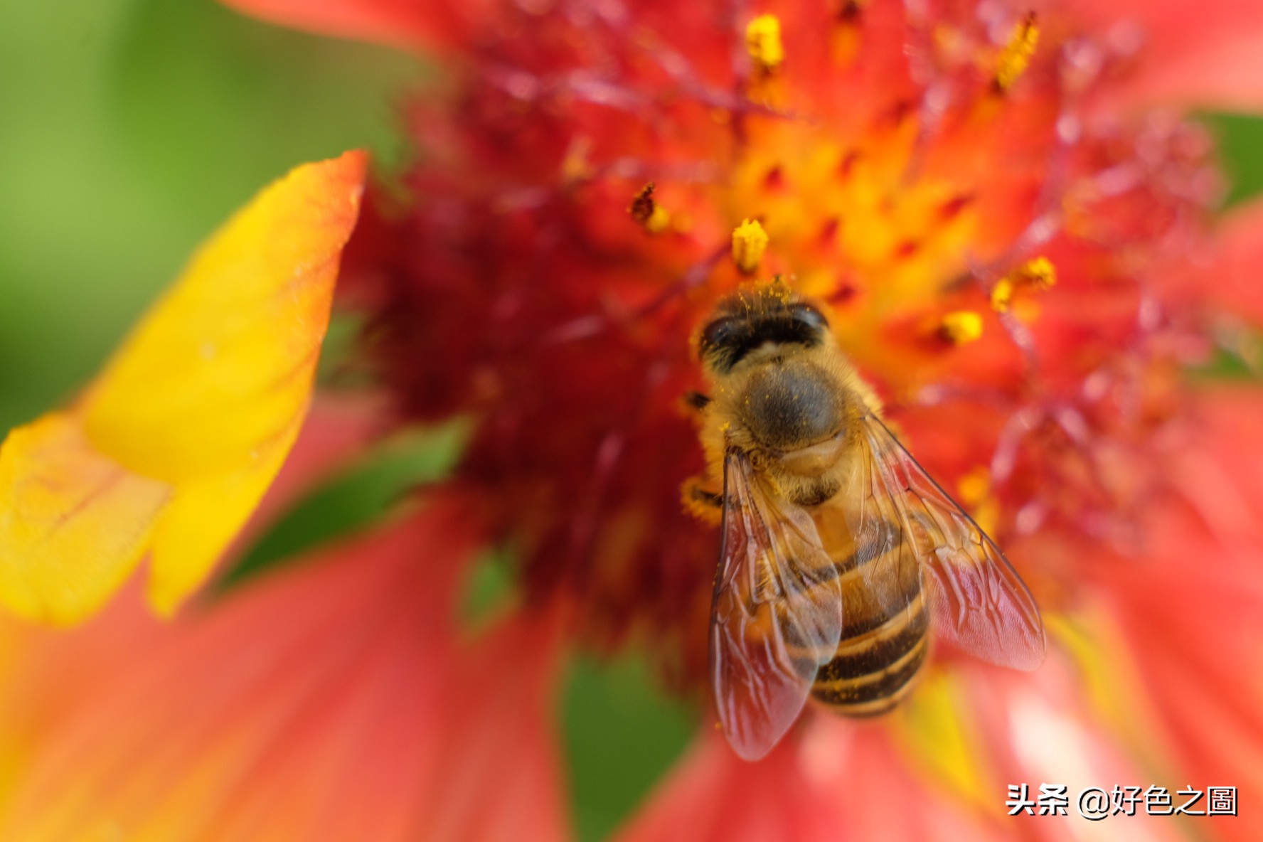 最好的微距拍摄方法,微距摄影环