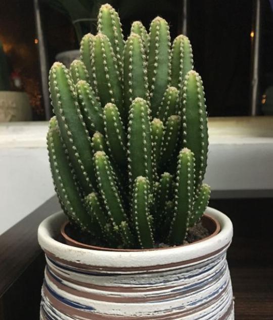 万重山徒长得厉害怎么修剪比较好,万重山长得太高了怎么修剪