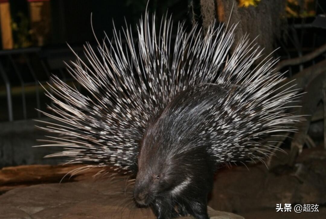 老虎在自然界有没有天敌,自然界里的老虎有多凶猛