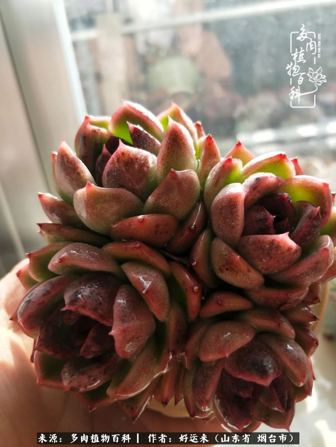 这世上怎么会有那么可爱的小可爱,这世上怎么有这么可爱的小生物