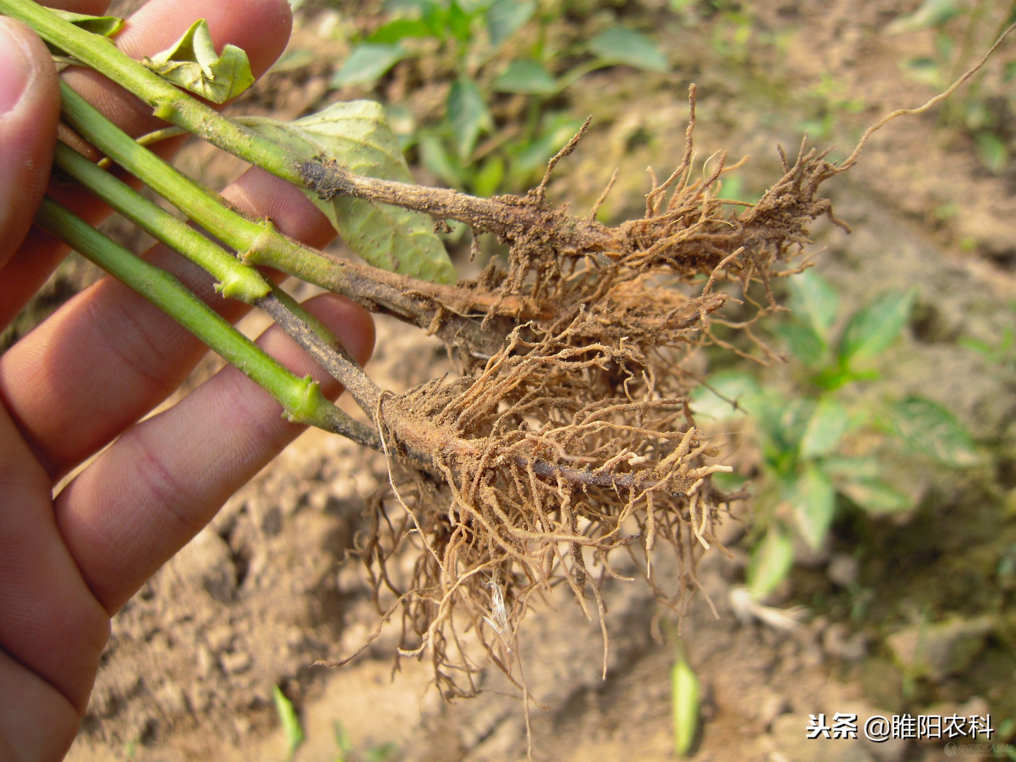 什么药对灰霉病有特效,防治霜霉疫病的农药有哪些
