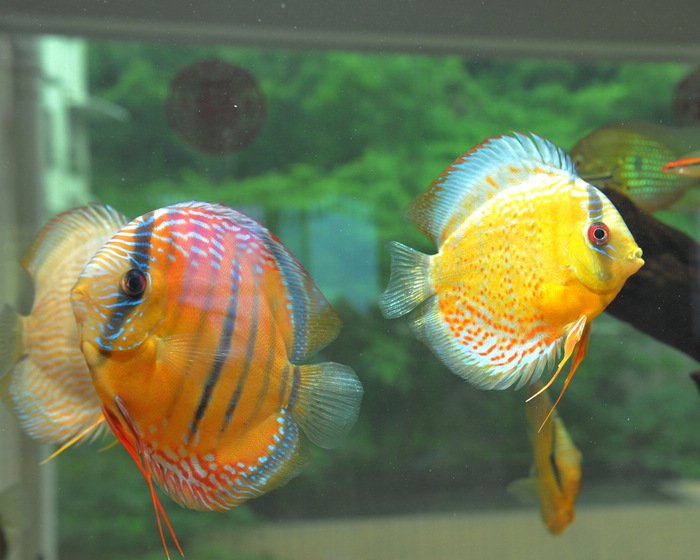 七彩神仙爱好者,野生七彩神仙开口