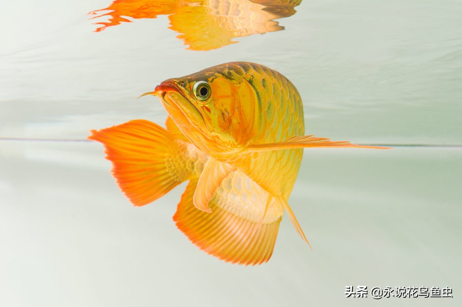 饲养红龙有蛋白虫应该怎么处理,饲养红龙蜈蚣的湿度需要多少