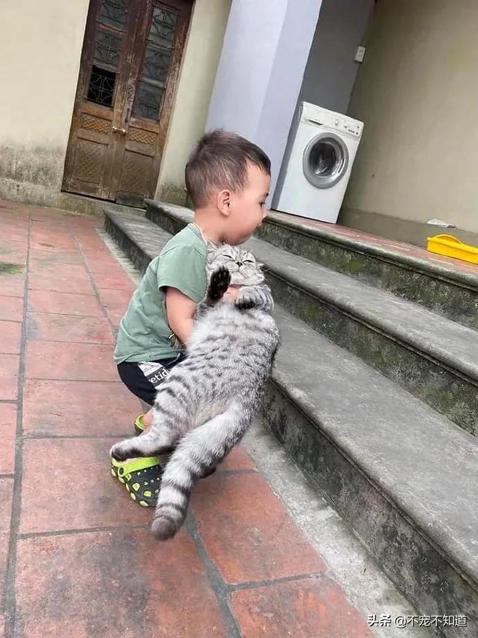 岛国妹子养的超萌小奶猫，几个月后变成巨兽了