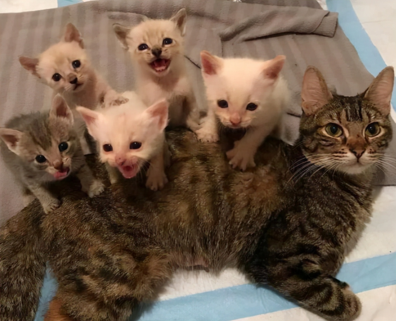 母猫交配后为什么会满地打滚，转过头攻击公猫？