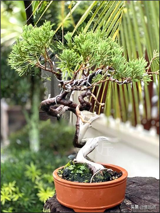 真柏出现针叶干枯失去光泽,济州真柏针叶发白不绿干瘪怎么办