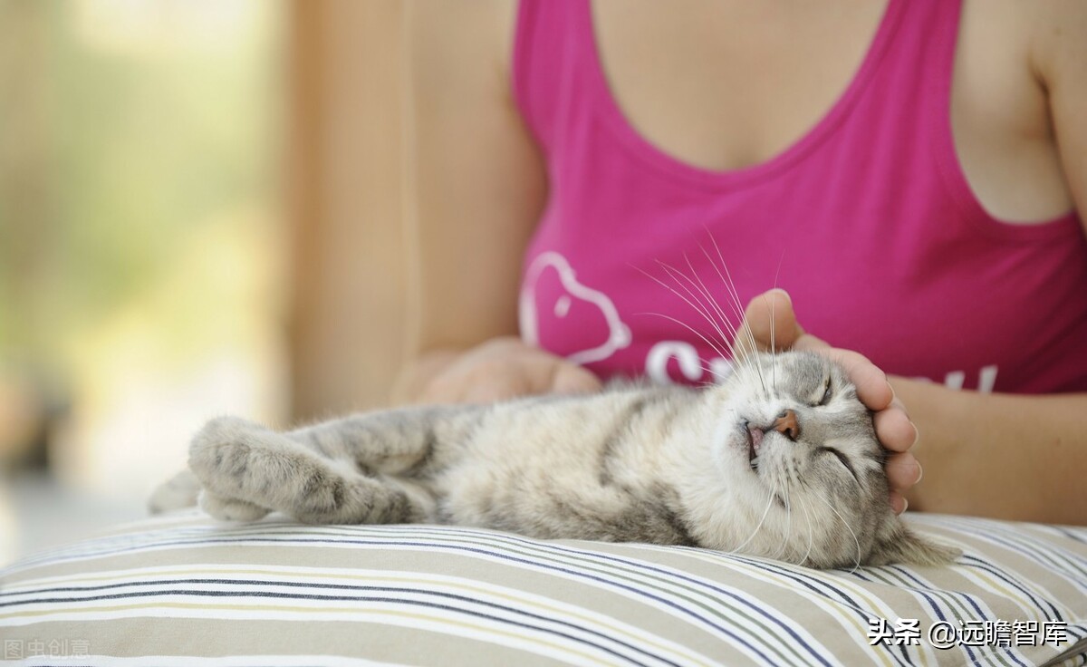 国内宠物产品研究现状及趋势分析,宠物行业新国货