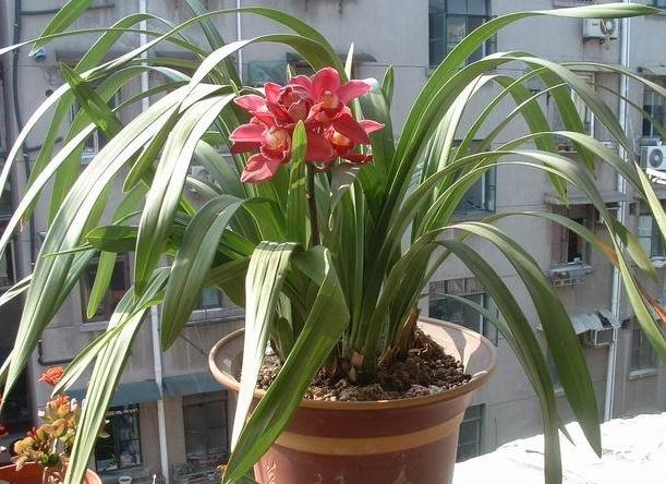 大花蕙兰养殖技巧和方法,大花蕙兰怎么养殖好看