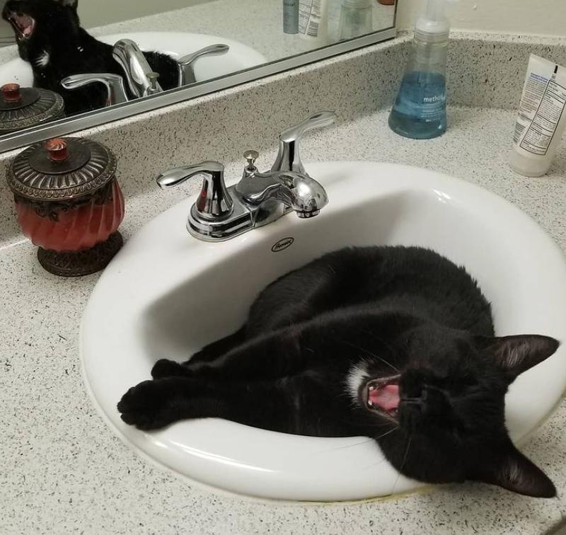 万万没想到猫咪是这样出现的,万万没想到猫