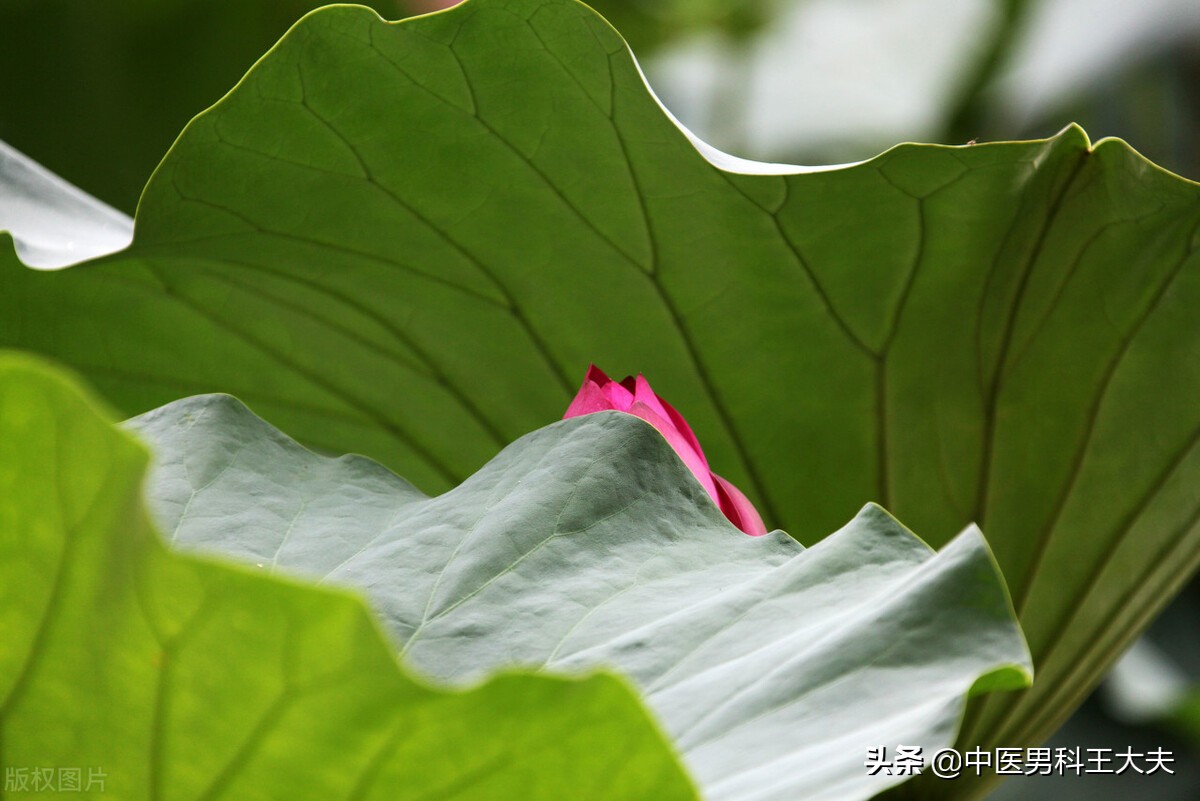 有前列腺炎影响生男孩吗,得了前列腺炎会影响生育么