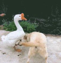 揭秘互联网比较常见的网赚骗局,知识分享割韭菜新套路