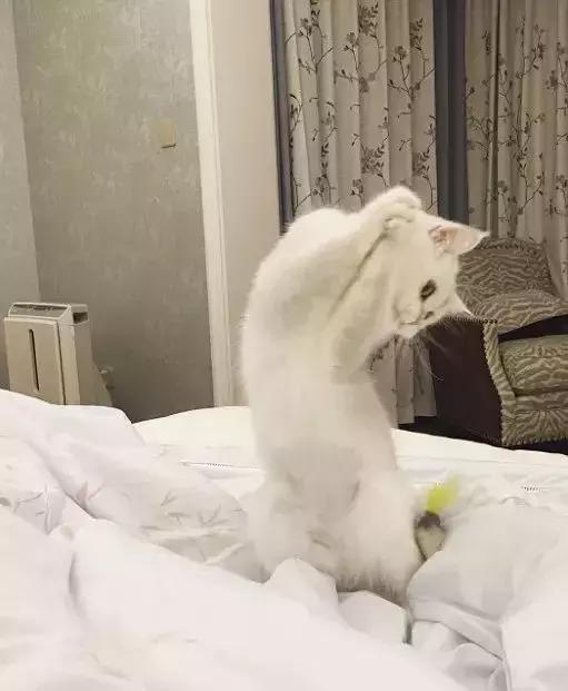 史上最走心的养猫攻略，内附大量经验之谈，全篇干货