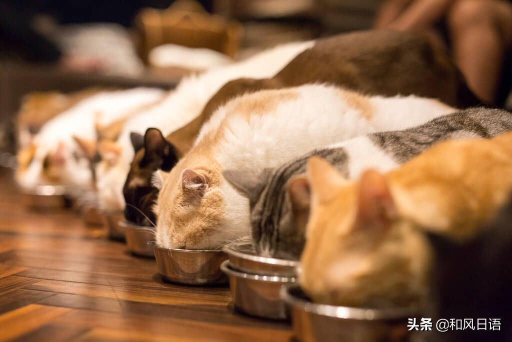 日本迷你猪咖啡厅,日本街头超有人气的猫头鹰咖啡厅