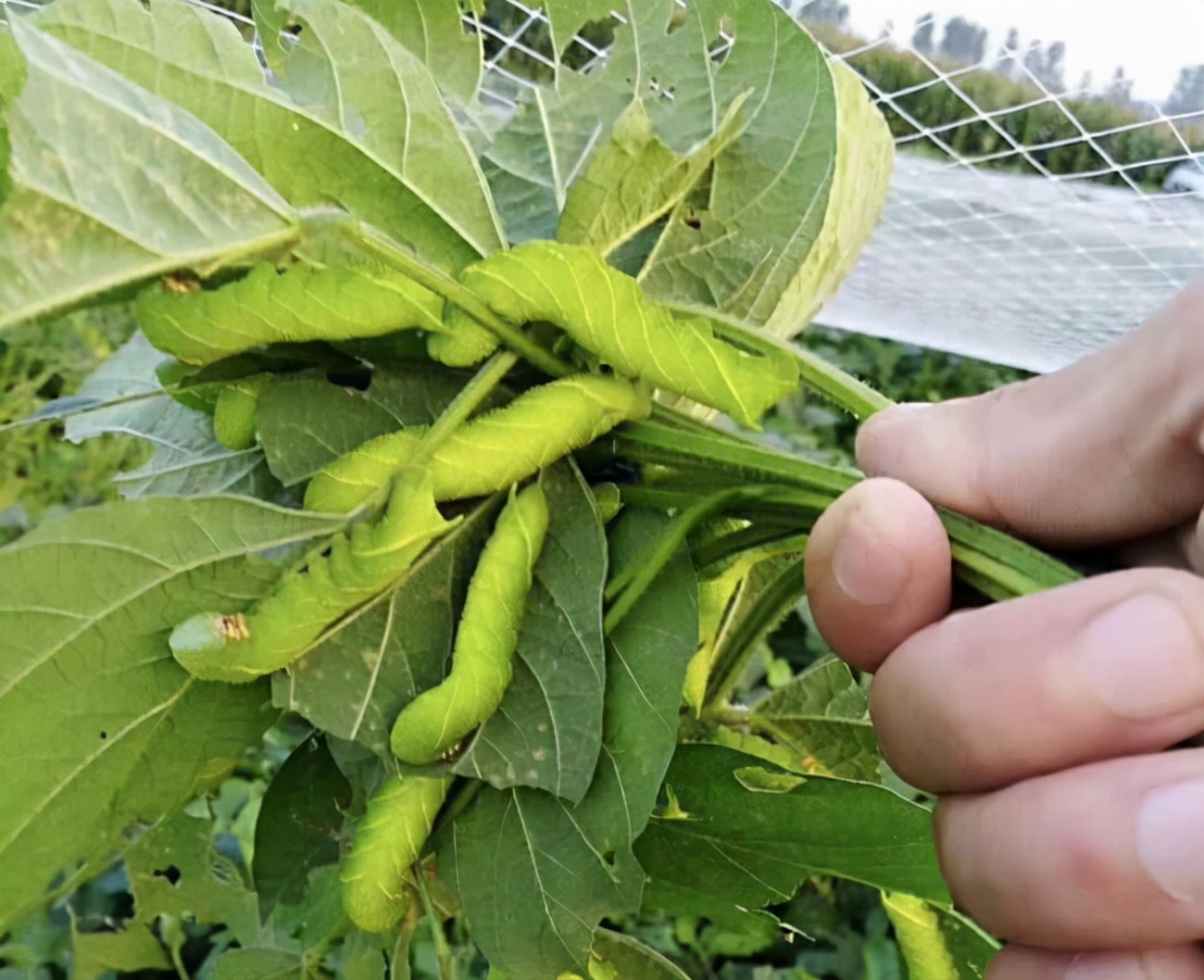 黄豆的虫害有哪些,黄豆地里都有什么虫子