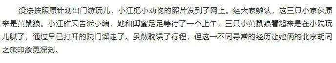 北京的黄鼠狼,北京市区黄鼠狼