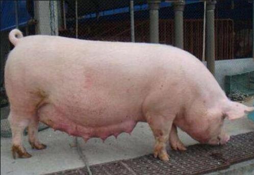 养好母猪的关键三点做好就能赚钱,养殖猪经验和感悟