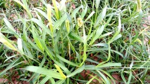 农药四霉素缺点,各种农药杀菌剂的优点与缺点