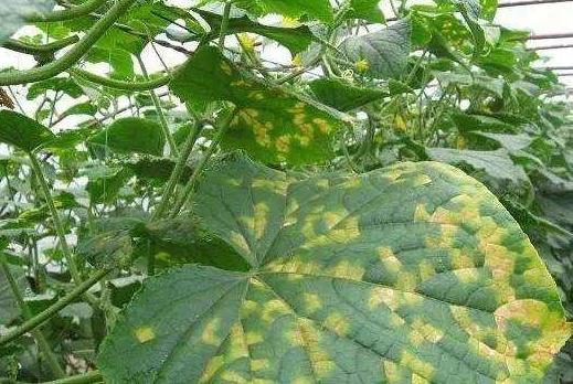 黄瓜病害中主要危害幼瓜的是什么,吡唑醚菌酯能提前预防黄瓜病害么