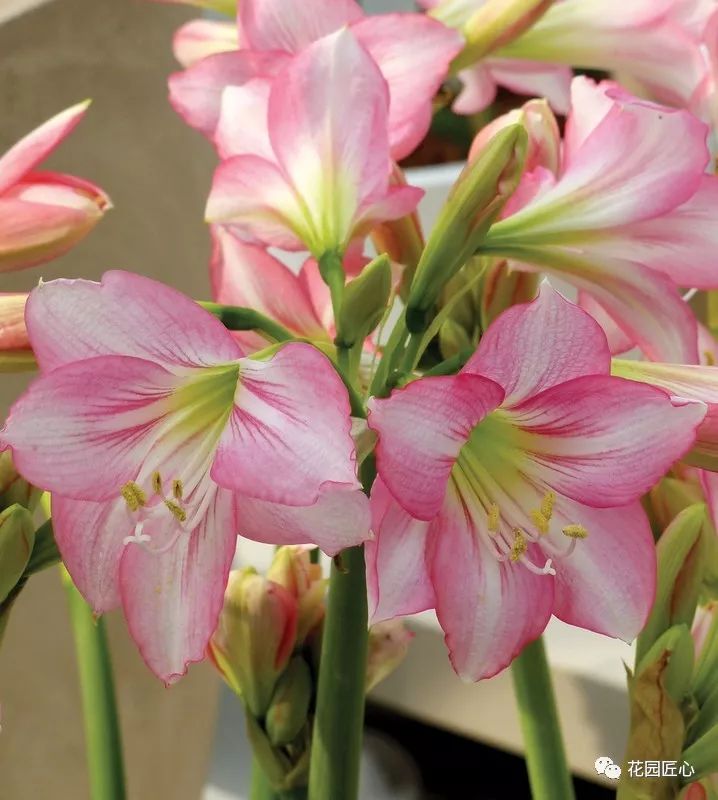 朱顶红为什么老是烂球,怎么才能让朱顶红不生小球