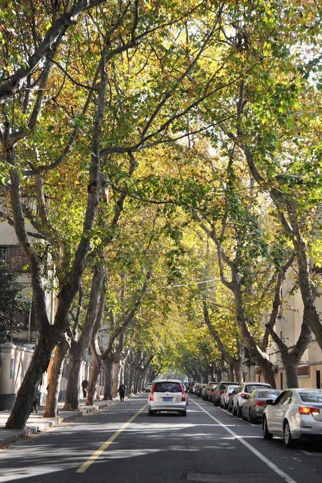 被误解的上海式精致,被误解的外国人