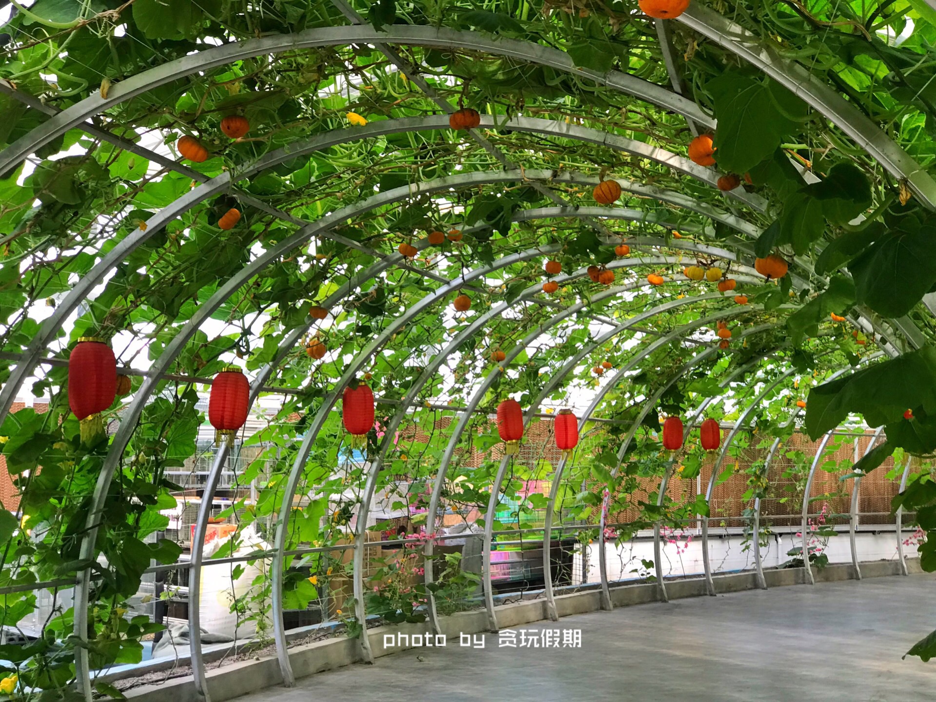 春节玩转西山温泉乐园,徐水大午农业观光园有什么好玩的