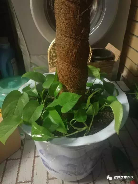 绿萝可以用枝条水养,怎么用水养绿萝绿萝才长得快