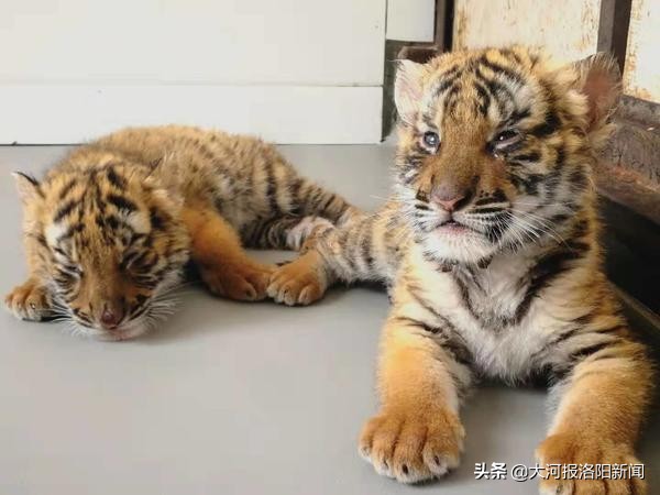 洛阳王城公园成年的华南虎,洛阳动物园还有多少只华南虎