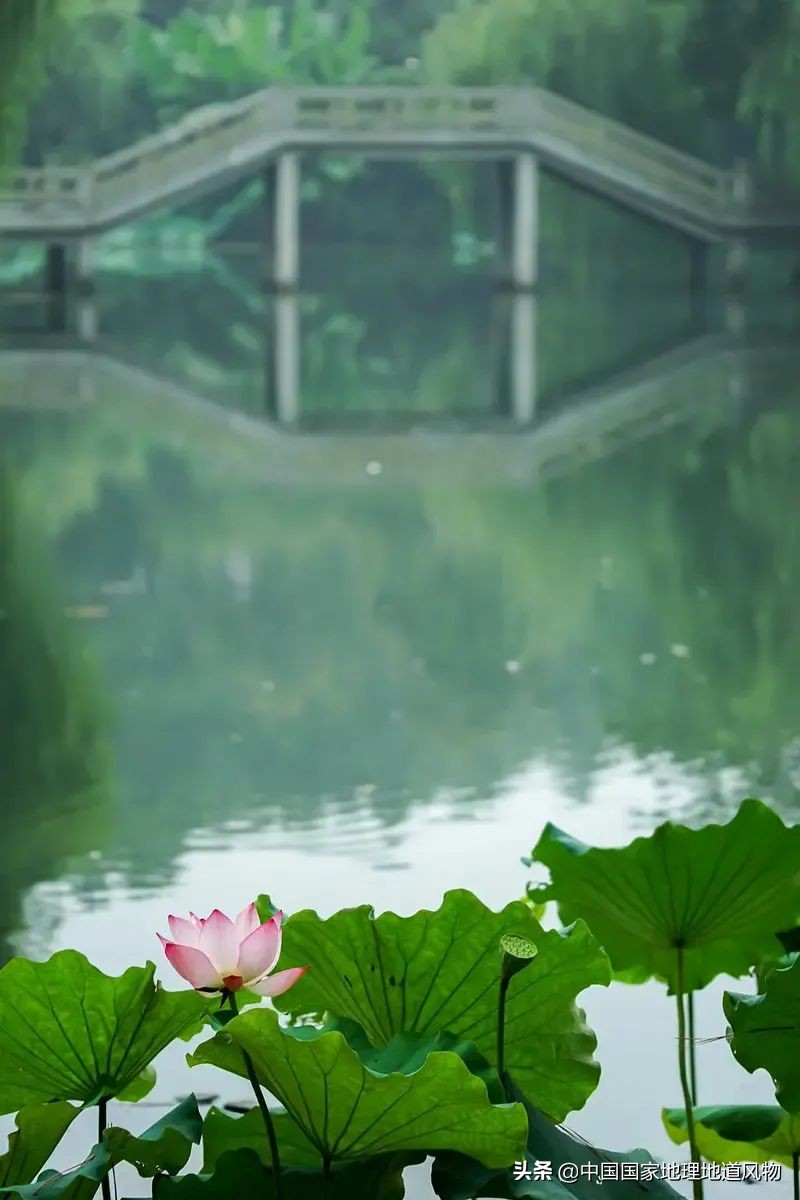 什么是西湖成语,什么是西湖莼菜