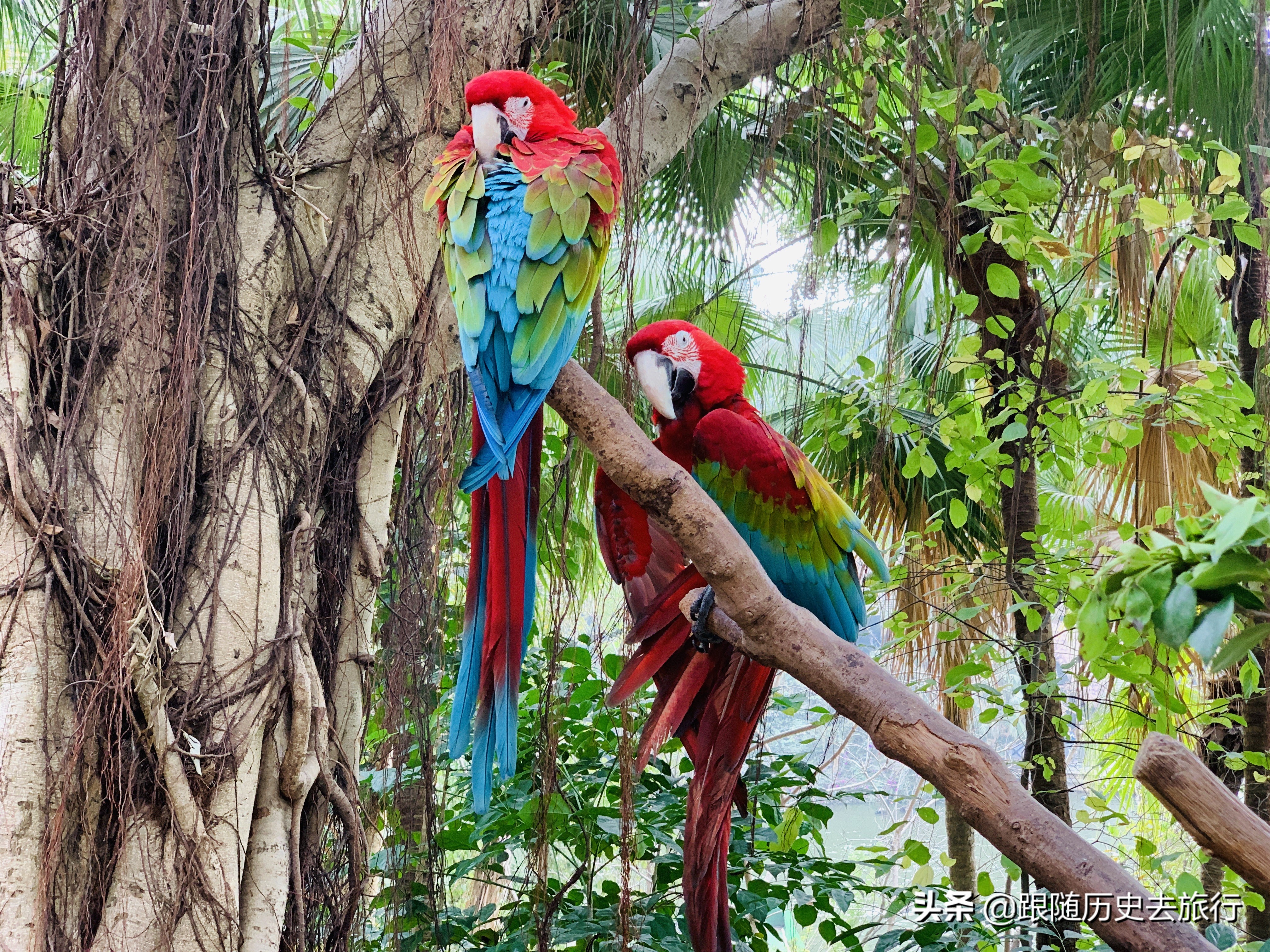 广州长隆动物园大熊猫门票多少钱,广州长隆水动物世界看大熊猫攻略