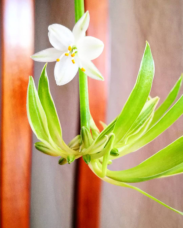 怎样才能使吊兰不黄叶和不烂根,吊兰黄叶烂叶养殖小妙招