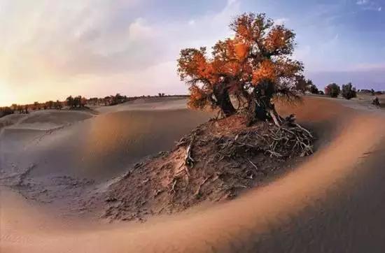 鬼吹灯精绝古城新疆拍摄地,新疆尼雅遗址鬼吹灯