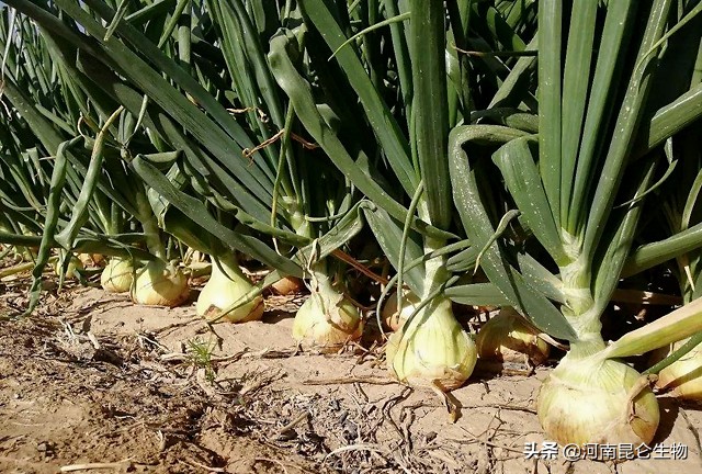洋葱烂根软腐用啥药最好,洋葱苗期根腐病用什么药