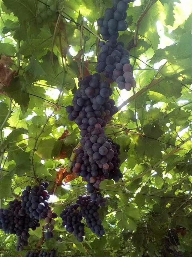 中粮华夏长城,中粮长城葡萄酒加盟官网