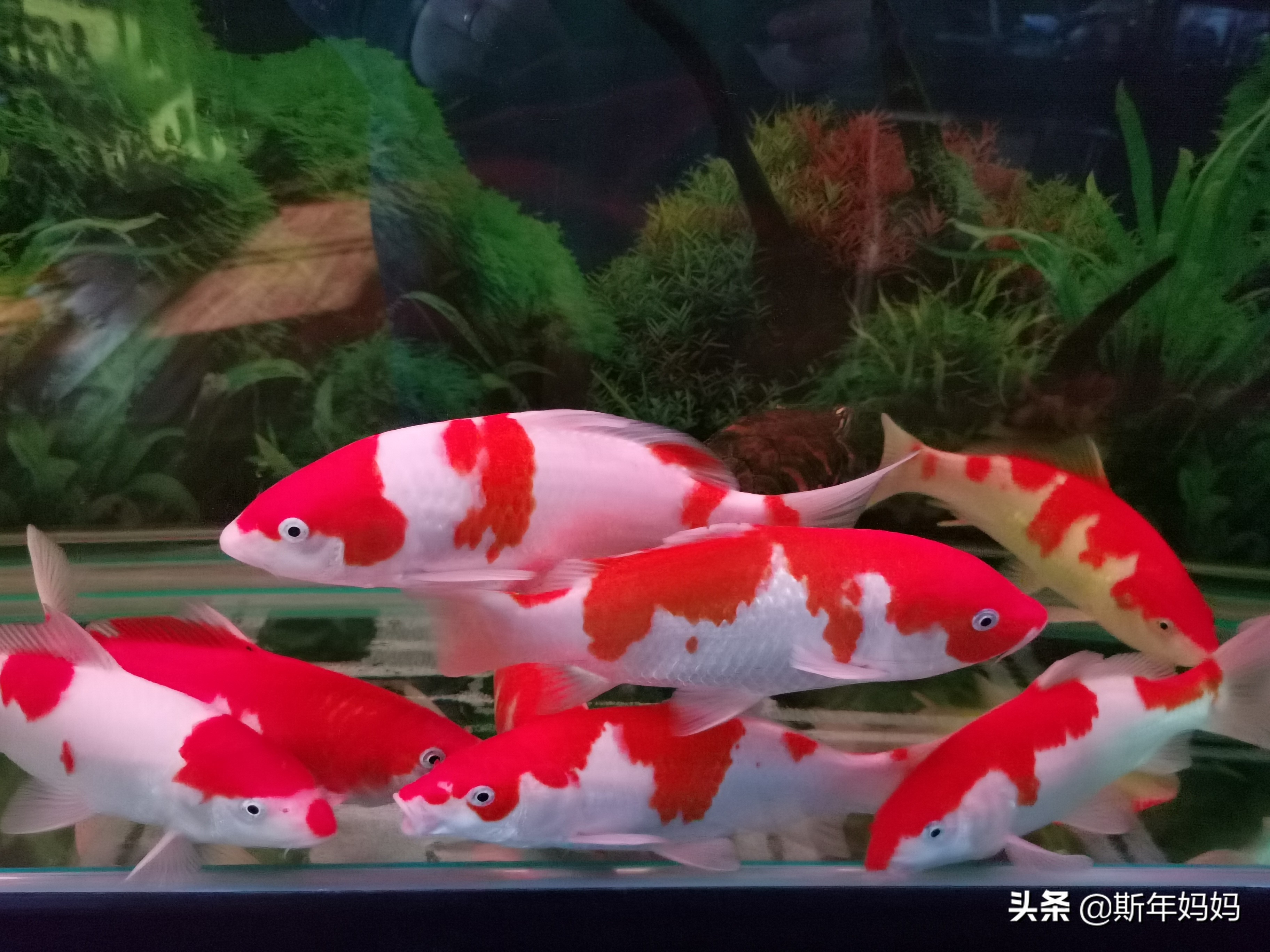 森森鱼缸改上滤滴流盒,森森老款1.8米鱼缸底滤改造