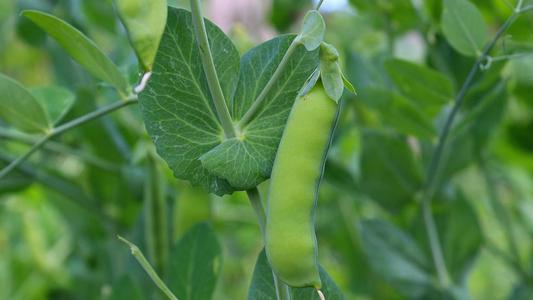 豌豆公主种植技术,豌豆公主的种植方法