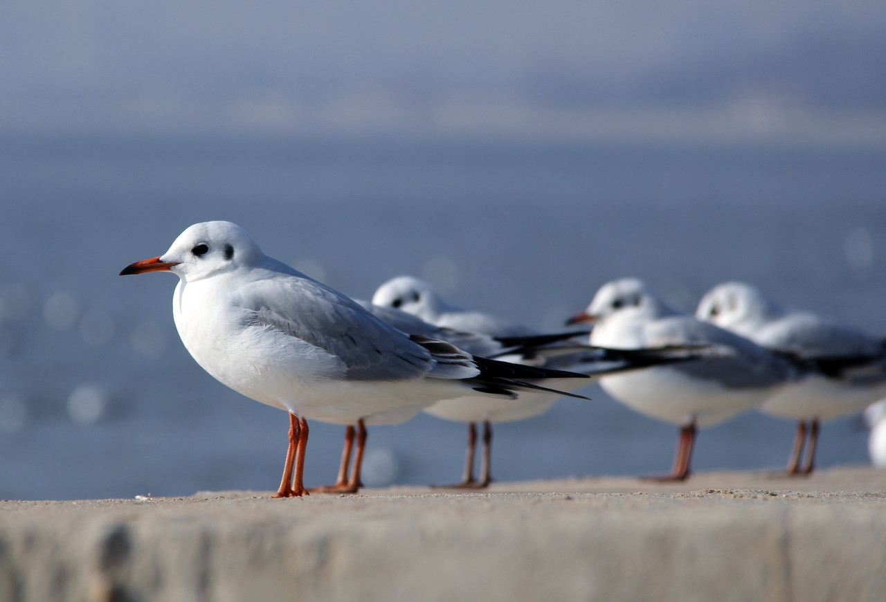 夏游北戴河,北戴河之夏