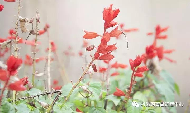 南昌现代庄园别墅,滨江庄园南昌