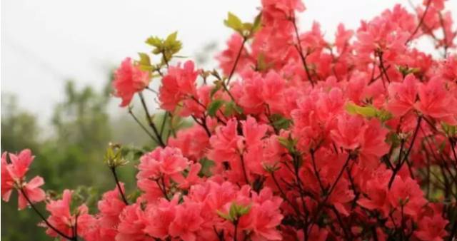 中国十大名花你认识几种呢,中国十大名花你喜欢哪种呢