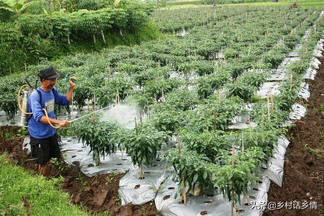 小苏打蔬菜种植技术,用小苏打种蔬菜防病又增产