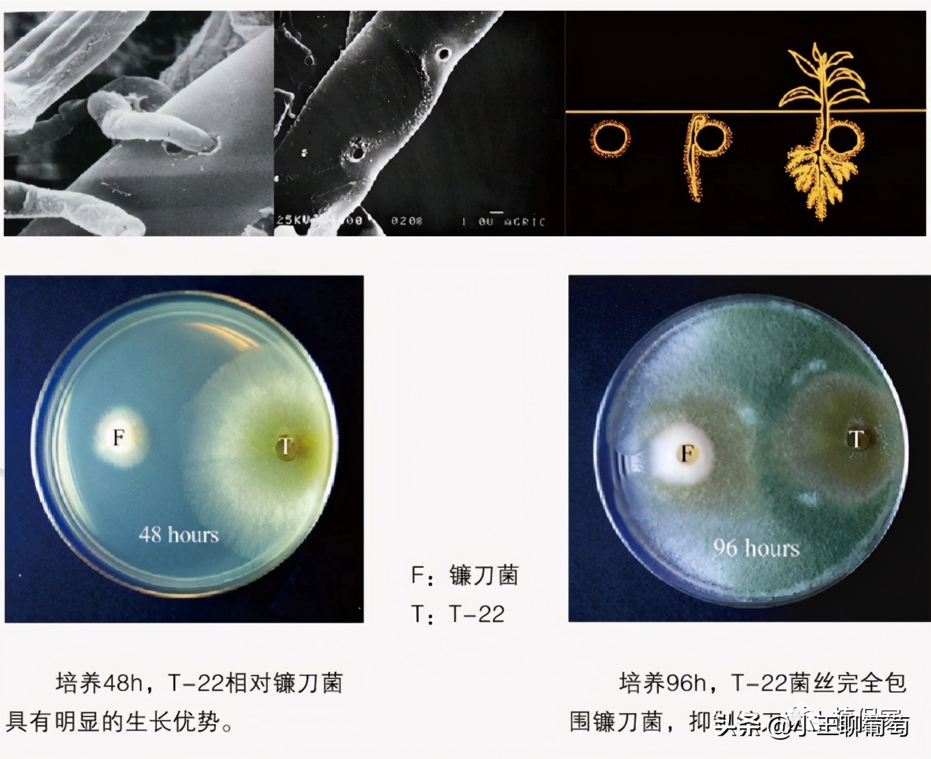 有病治病没病可以养根护根,有病治病没病杀菌