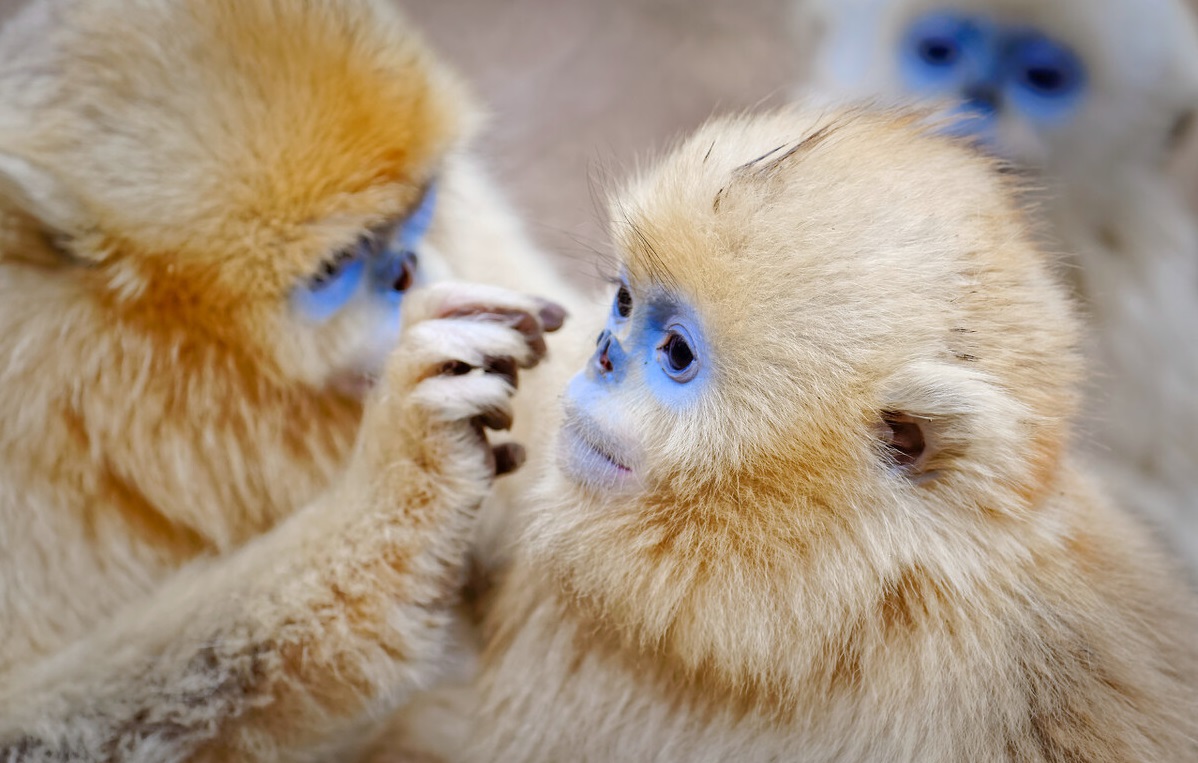 金丝猴也心机，为上位上演宫斗戏，多数小猴非公猴亲生