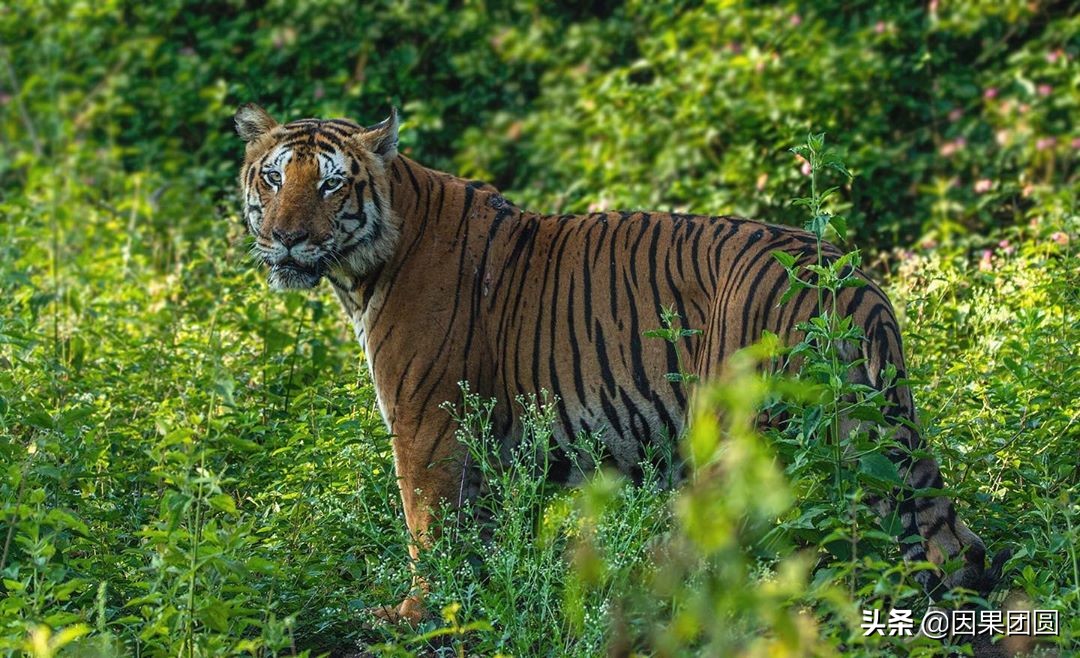虎王拉贾孩子,虎王拉贾儿子怎么死的