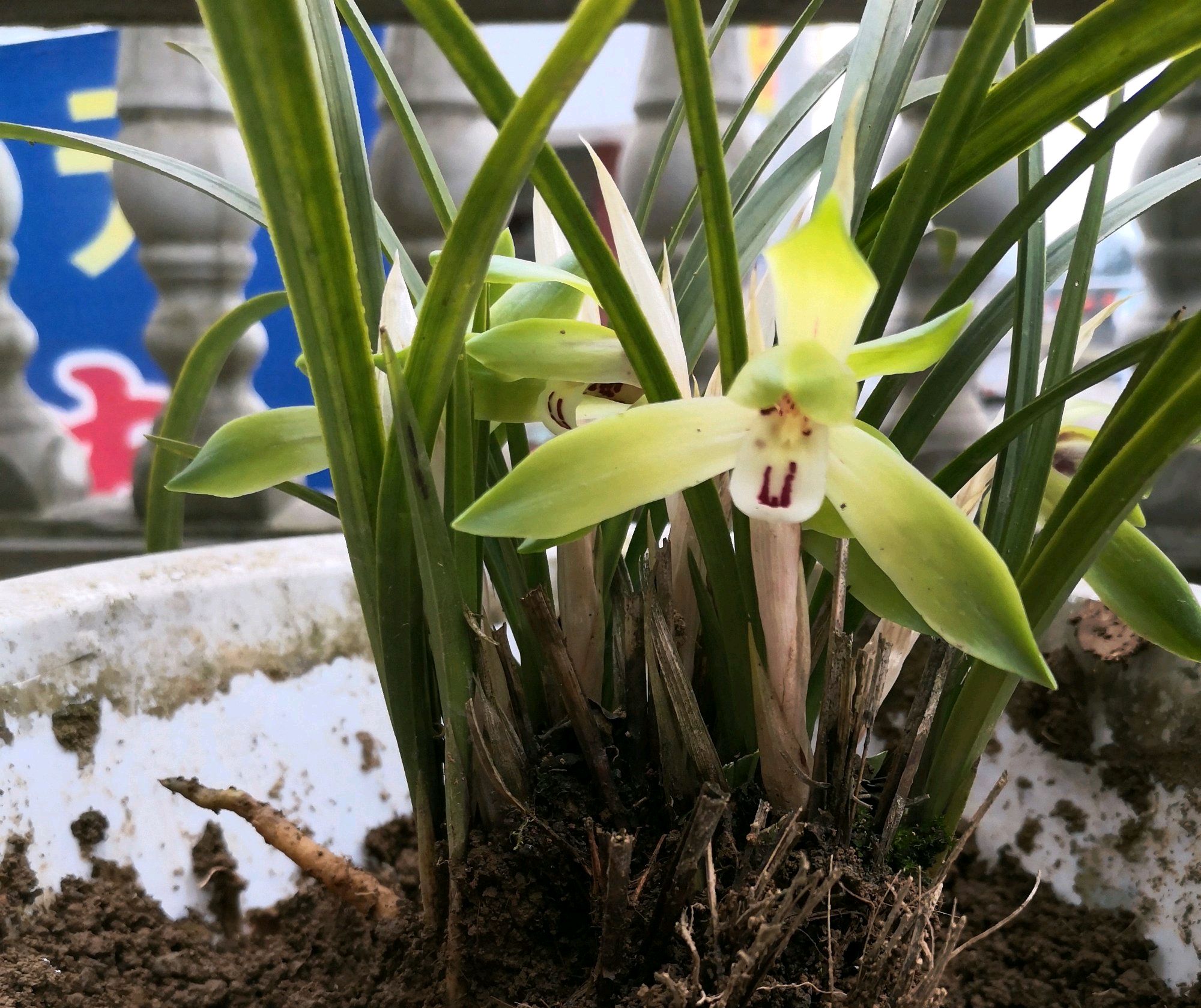 处在花苞期的兰花是否能施肥,兰花打花苞的时候用什么肥料最好